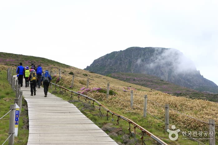 한라산 봄