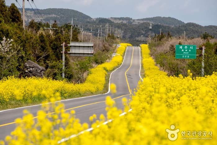 西帰浦加時里村（鹿山路菜の花ロード）（서귀포 가시리마을（녹산로 유채꽃도로））