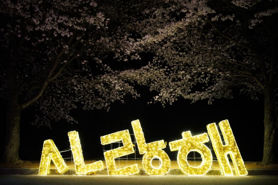 2024 고창 벚꽃축제 5