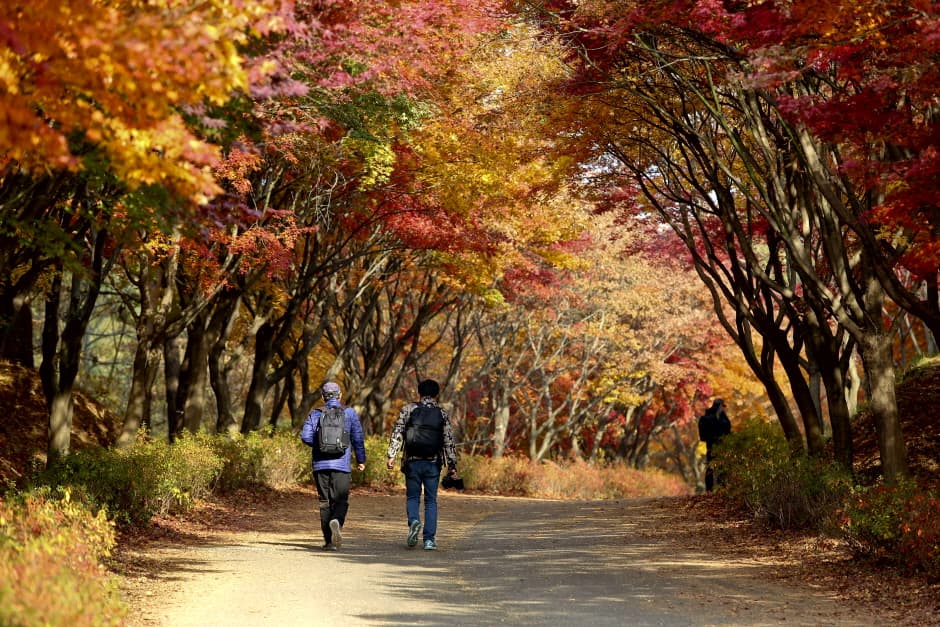 독립기념관단풍나무숲길(단풍나무숲길독립기념관)