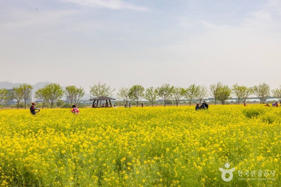 大渚生態公園(대저생태공원)