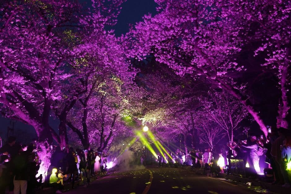 2025 경주 대릉원돌담길 축제 3