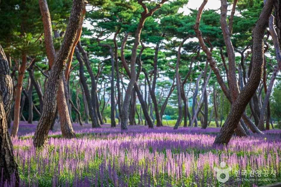 皇城公園(황성공원)
