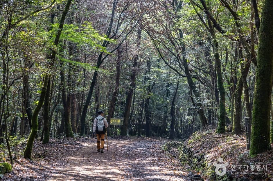 西歸浦治癒林(서귀포 치유의 숲)