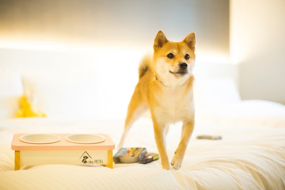 더펫텔프리미엄스위트 (5)