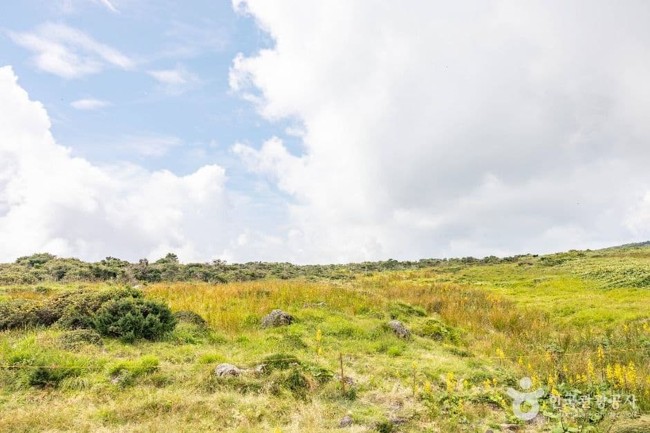 제주_한라산 영실 (5)