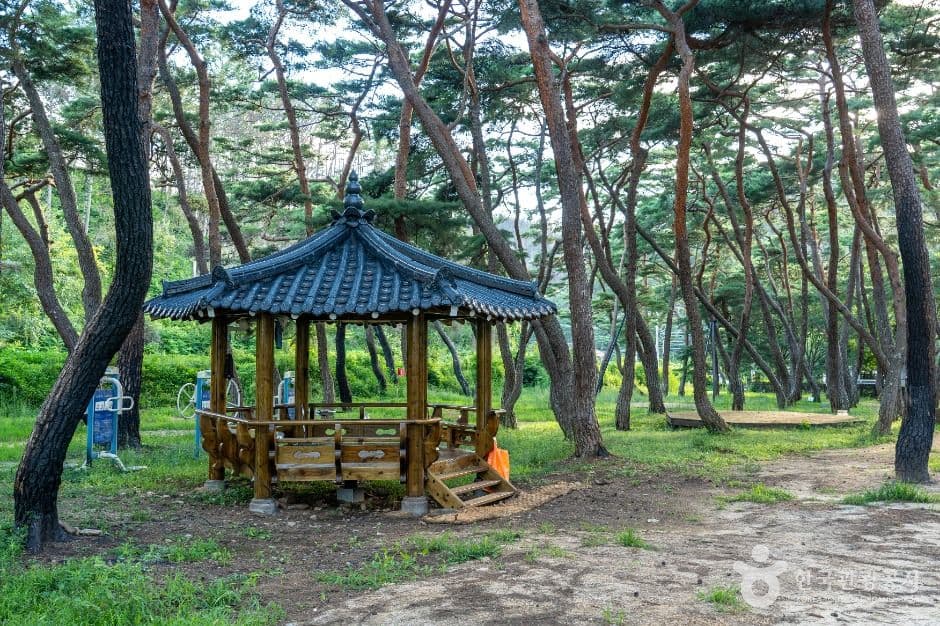 청송_목계솔밭 (2)