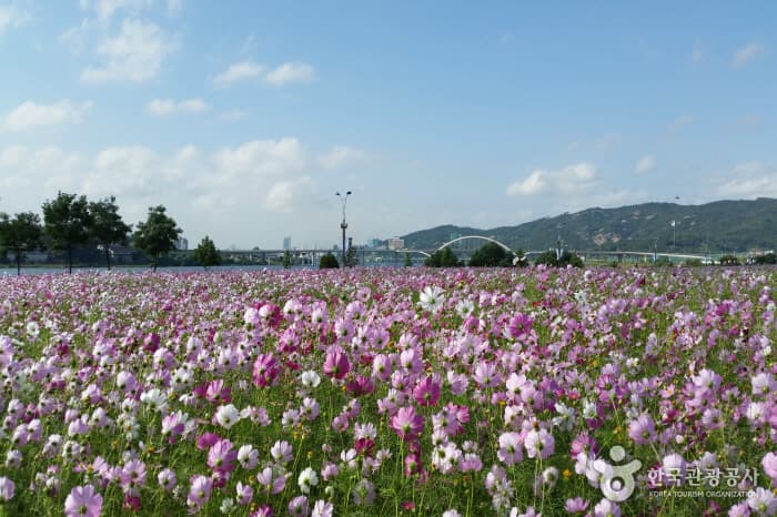 Parque Guri del Río Hangang (Parque Cosmos) (구리시민한강공원(코스모스공원))