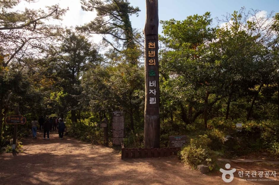 Wald Bijarim (비자림)