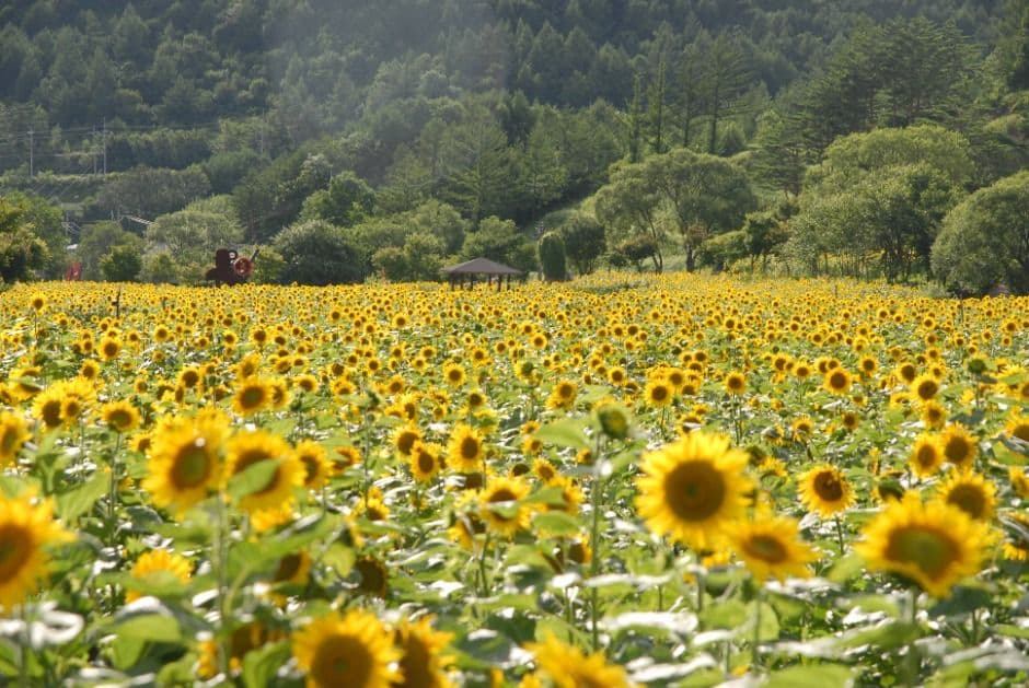 Фестиваль подсолнухов в Тхэбэке (태백 해바라기축제)