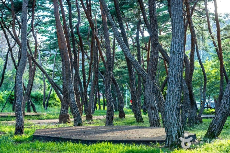 청송_목계솔밭 (3)