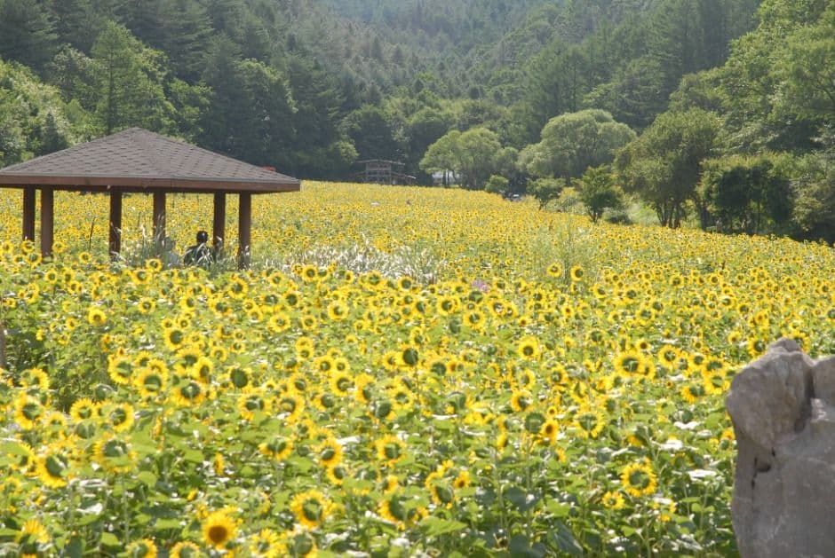 2025 태백 해바라기축제 5