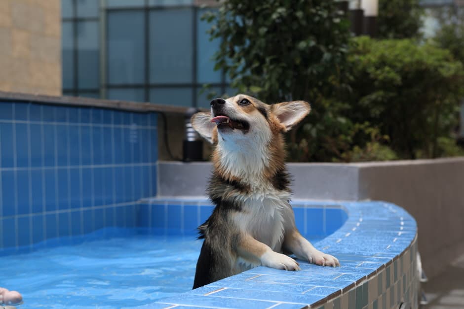 더펫텔프리미엄스위트 (7)