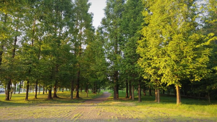 市民之林露营场（시민의 숲 야영장）