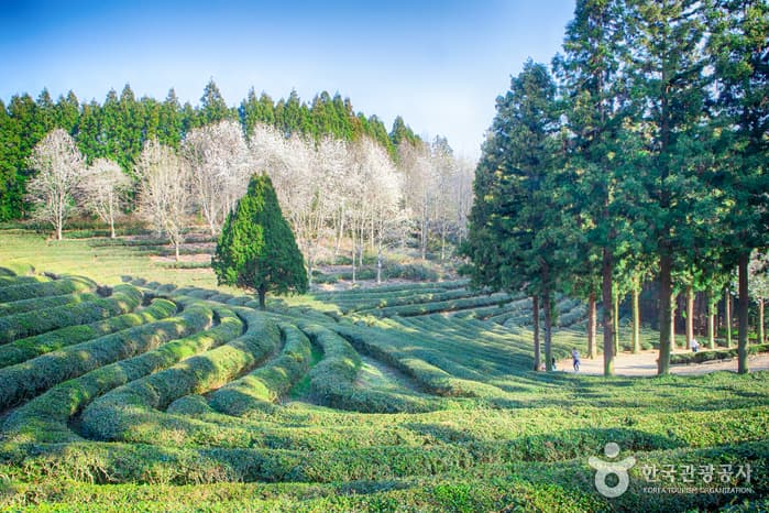 Плантация зеленого чая Тэхандавон (대한다원)