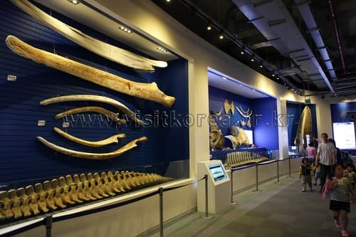 장생포고래박물관10