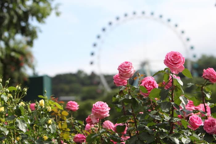 에버랜드 팝아트와 함께 하는 장미 축제 2017 (3)