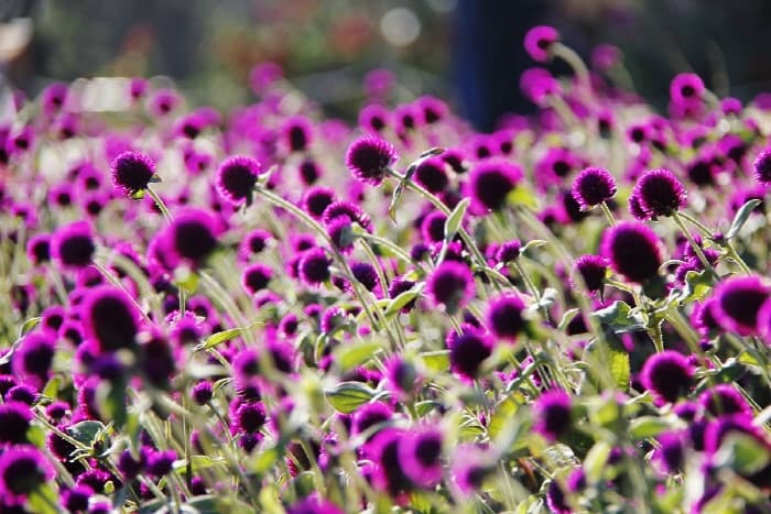양주 천만송이 천일홍 축제 2017 (5)