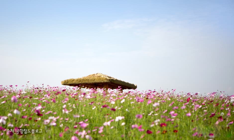 Dream Park (수도권매립지 야생화단지 드림파크)