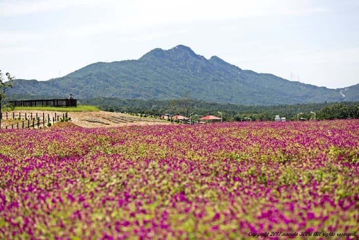 양주 천만송이 천일홍 축제 2017 (3)