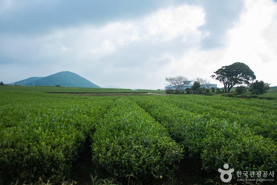 西広茶畑（서광차밭）