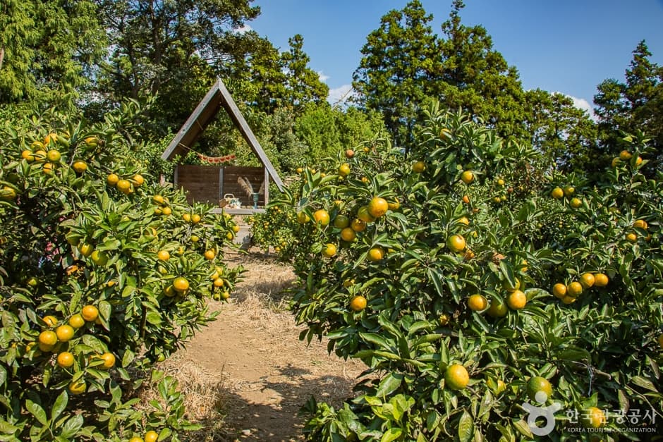 済州エインみかん畑(제주에인 감귤밭)
