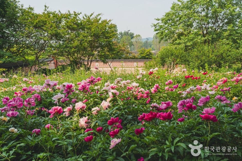 서울_국립중앙박물관 전통염료식물원 (2)