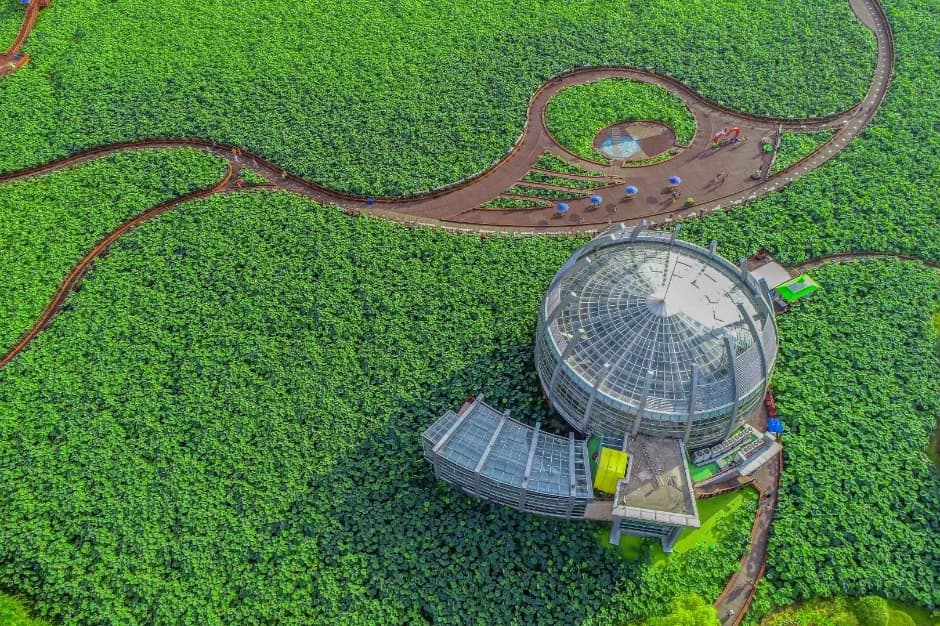 2024 무안 연꽃축제 1