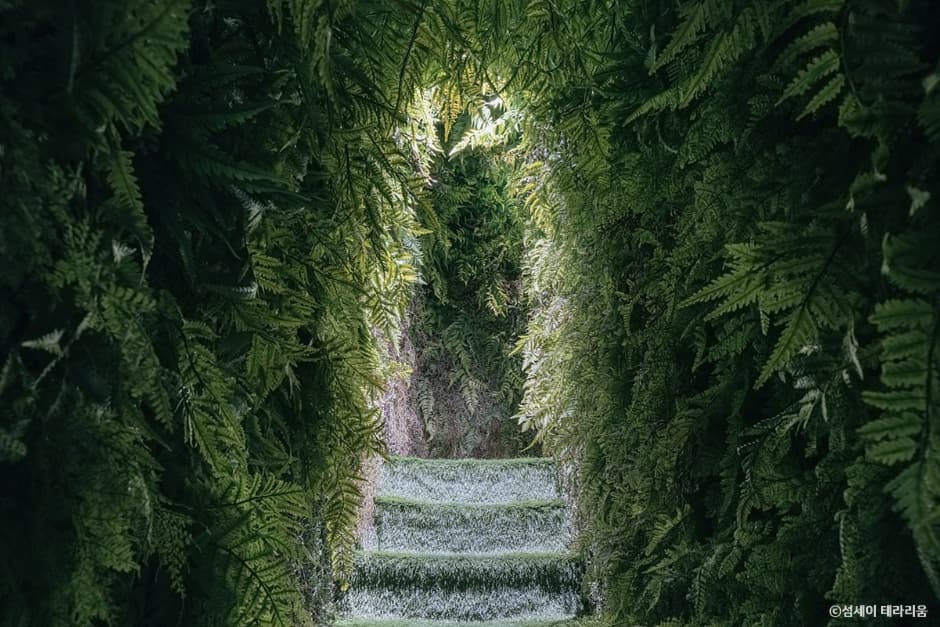 SUMSEI Terrarium (섬세이 테라리움)