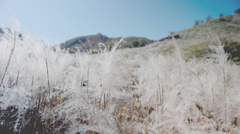 2025 포천 산정호수 명성산 억새꽃축제 4