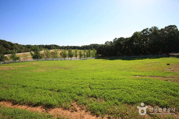 元堂種馬牧場(レッツランファーム元堂)(원당종마목장(렛츠런팜 원당))