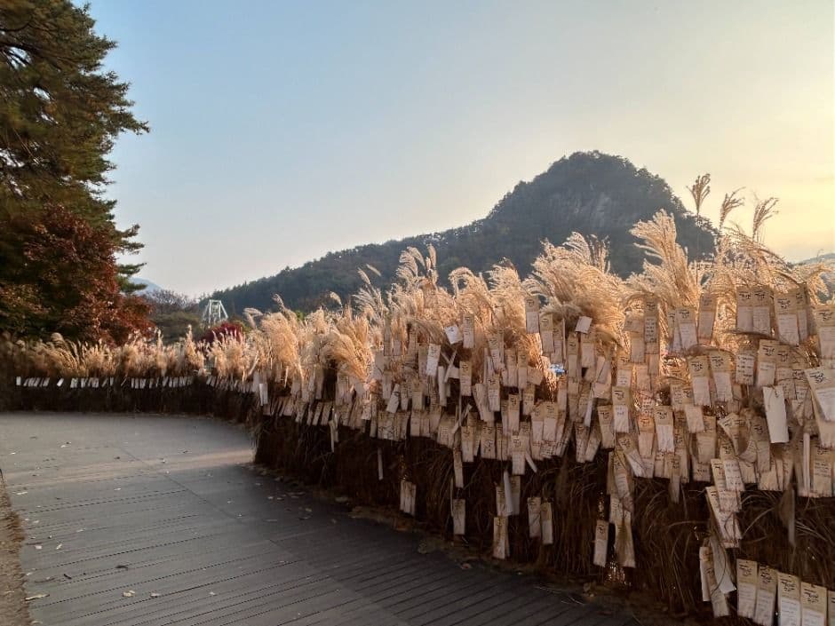 Festival de los Juncos del Monte Myeongseongsan y el Lago Sanjeong en Pocheon (포천 산정호수 명성산 억새꽃축제)