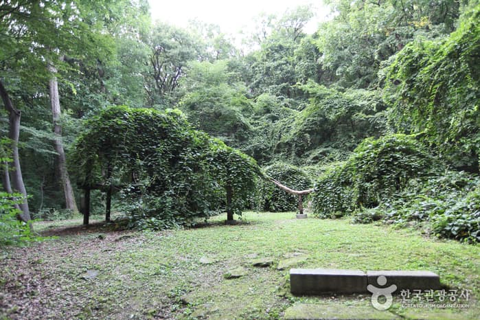 Дерево актинидии во дворце Чхандоккун (창덕궁 다래나무)