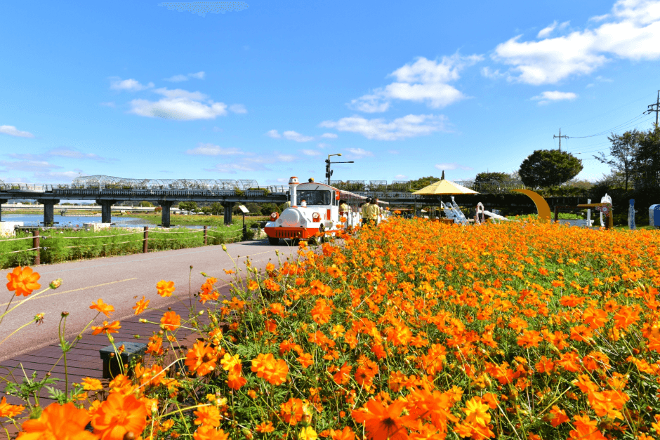 장성 황룡강 길동무 꽃길 축제