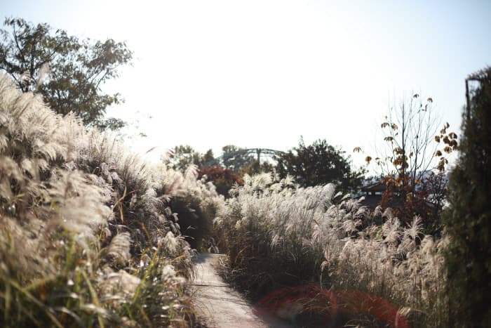 퍼스트가든 국화축제 2020(5)