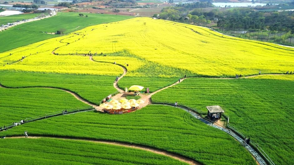 Фестиваль ячменных полей в Кочхане (고창 청보리밭축제)