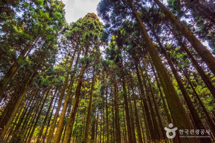 思连伊林荫道 (사려니숲길)