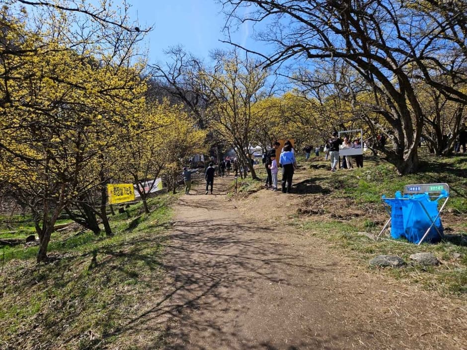 利川栢沙山茱萸節(이천백사 산수유꽃축제)