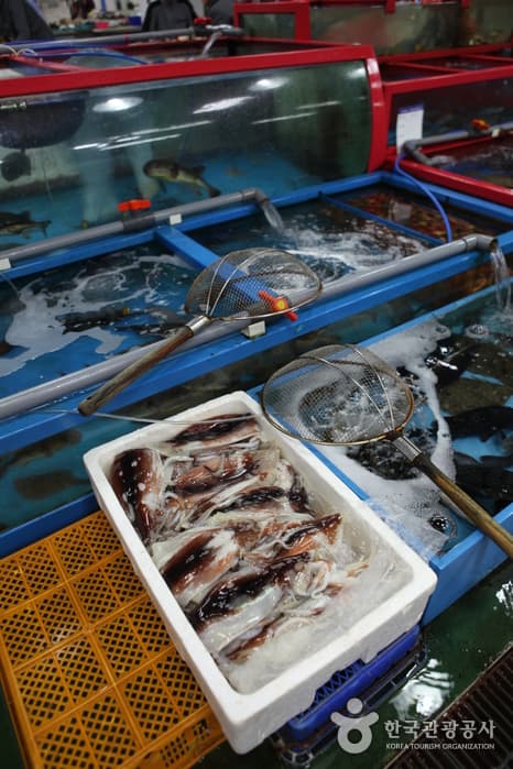 강릉 주문진수산시장_03