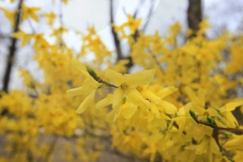 서울특별시_강남구_개나리_001