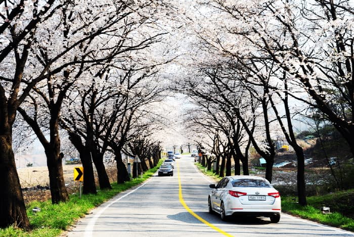 堤川清風湖櫻花節(제천 청풍호 벚꽃축제)
