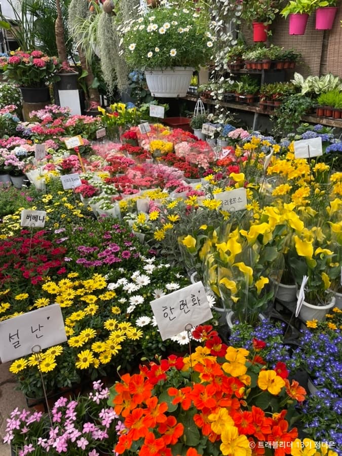 서울_양재꽃시장 (4)