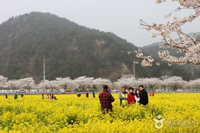 강원_삼척맹방유채꽃축제40