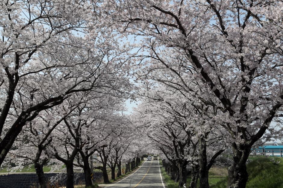 [문화관광축제] 온라인 영암왕인문화축제(2)