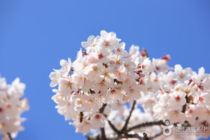 濟州櫻花節(제주왕벚꽃축제)