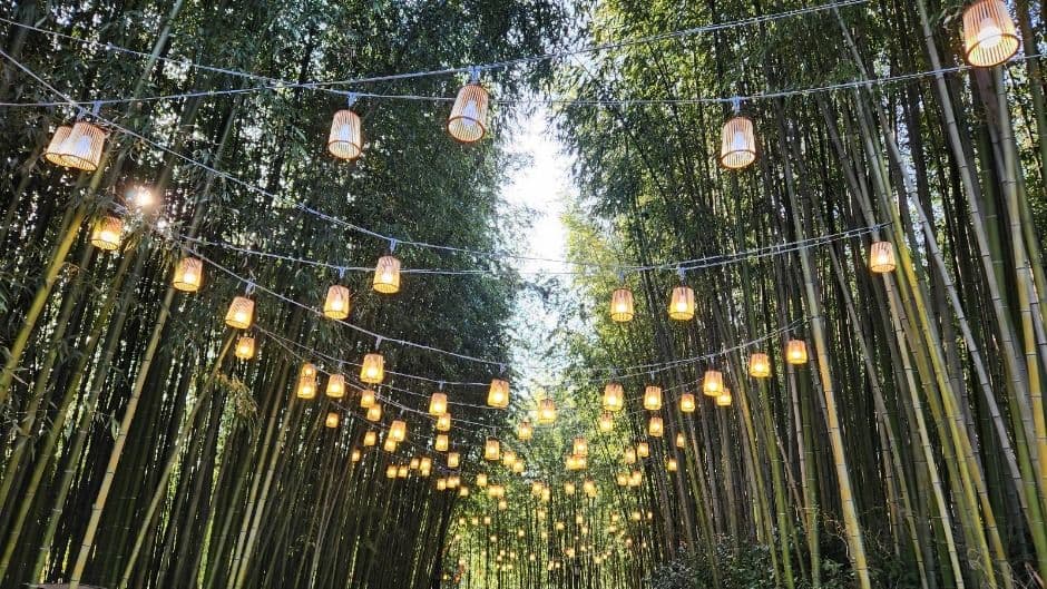 담양 대나무축제