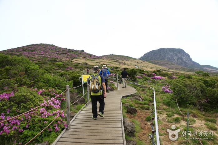 한라산 봄