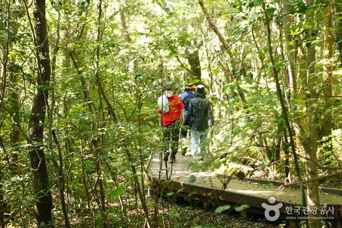 Исцеляющий лес в Согвипхо (서귀포 치유의 숲)