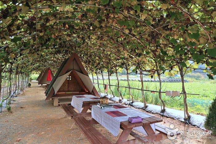 쌍류포도정원협동조합