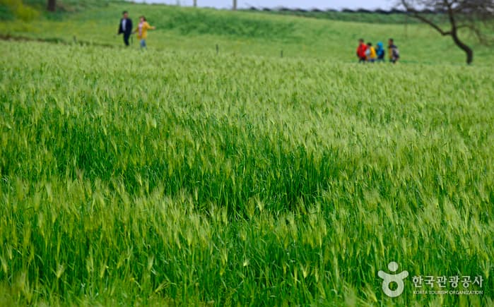 전북_고창_짙게 밴 봄 향기 속 초록 세상, 고창 청보리밭축제02